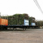 Trees Ready for Delivery