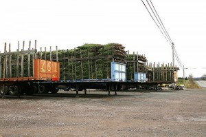 Trees Ready for Delivery